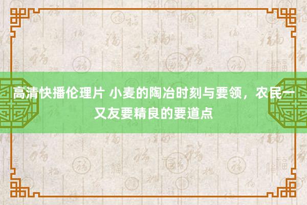 高清快播伦理片 小麦的陶冶时刻与要领，农民一又友要精良的要道点