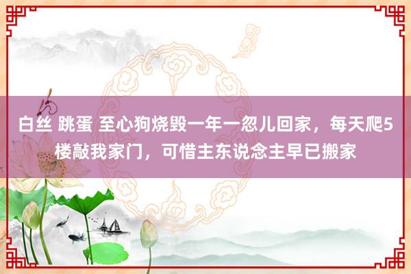 白丝 跳蛋 至心狗烧毁一年一忽儿回家，每天爬5楼敲我家门，可惜主东说念主早已搬家